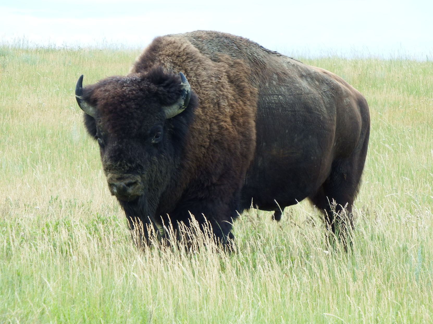 Bison Grazing